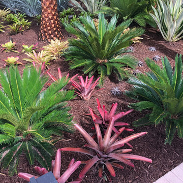 Landscaping with Tropical Color-Cycads and Bromeliads