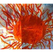 Benedict Semmes's photo