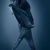 Laurie Telles's photo