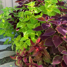 Landscaping ideas for mom