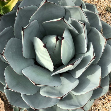 Oakland Succulent Slope Garden