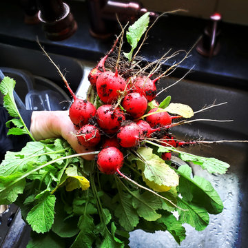 Ravishing Ripe Radishes