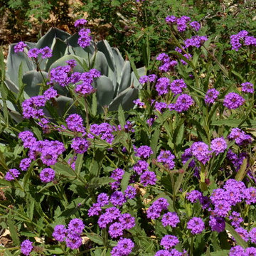 Southwestern Plants