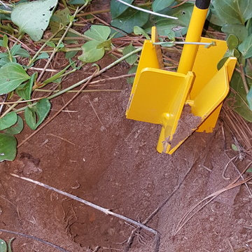 TheMaxBit 4" Yellow in untilled soil