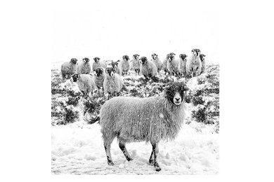 Leader of the Flock