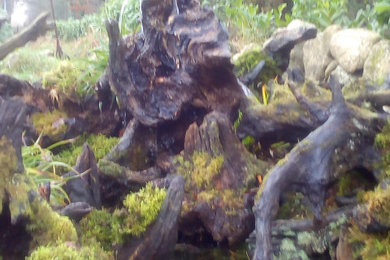 Bog oak and driftwood