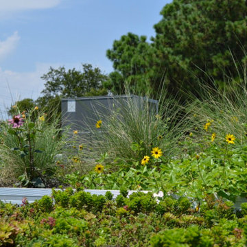 Green Roof Projects