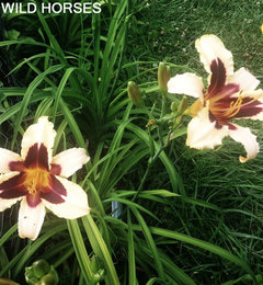 Worthy W Daylilies 2017