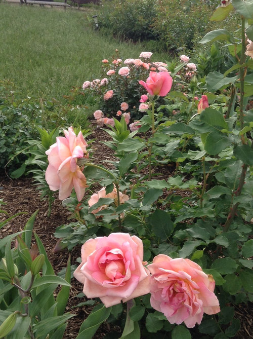 Drift roses in my rose garden