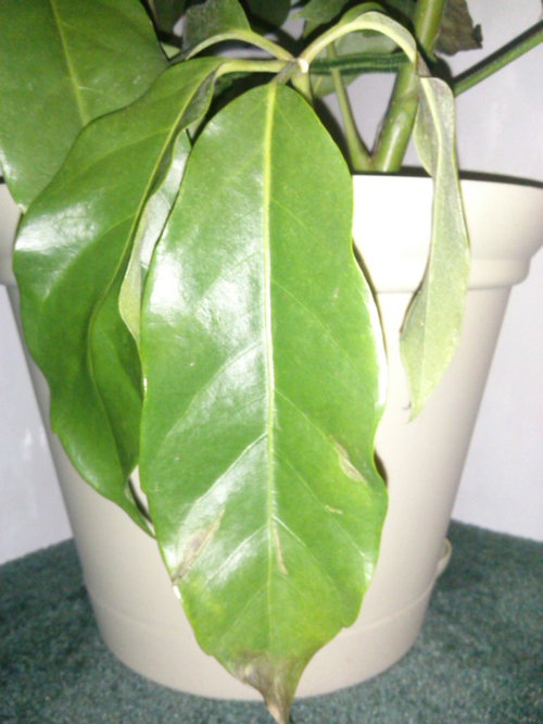 My umbrella plant seems to be dying!!!! Can anyone help????