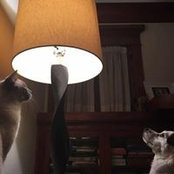 Anita Siraki's photo