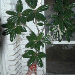 Christmas Decor - Holiday Decorations