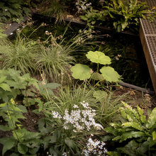 Landscape Ideas