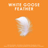 White Goose Feather Cushions, 16" X 16"