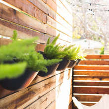 Backyard Plants