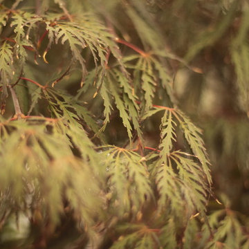 Erable, acer,