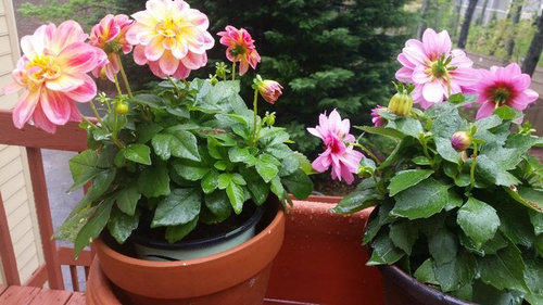 Nursery-bought dahlias - how I them in containers?