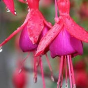 Chris Callagahan's photo