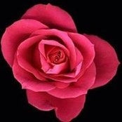 Roselyne Morel Sibelle's photo