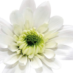 Platin Art's Deco Glass Wall Decor- White Daisy Head - Wallpaper
