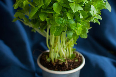 A Fun Way to Plant Herbs