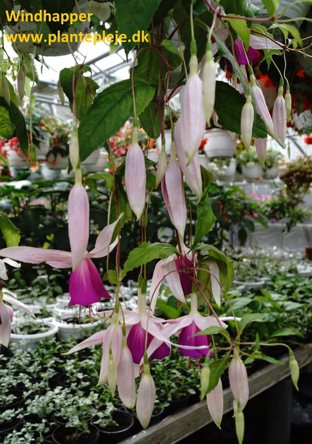 Fuchsia liste 2020 (her ses fotos af en mindre del af de fuchsia vi producere)