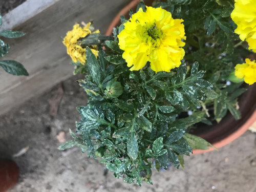 What’s killing my marigolds?