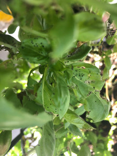 Black beads on my basil please help