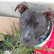Brindle Brothers's photo