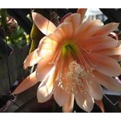 Cindy Bustos's photo