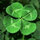 Ted O'Hanlon