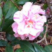Mara Kramer's photo
