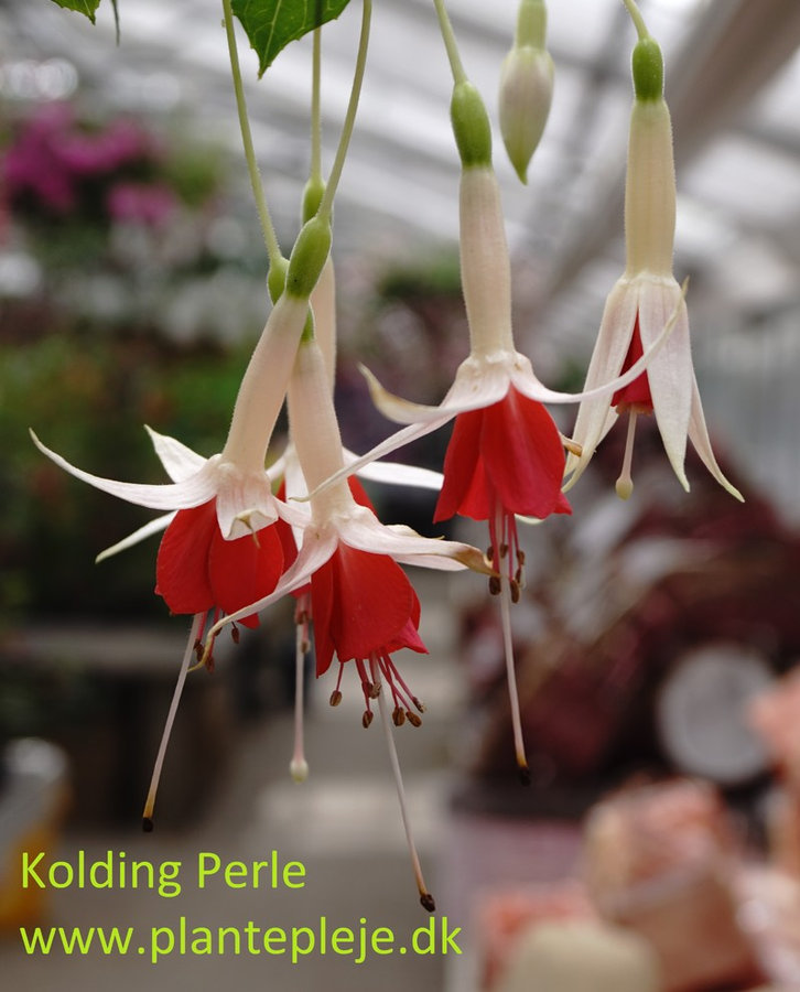 Fuchsia liste 2020 (her ses fotos af en mindre del af de fuchsia vi producere)
