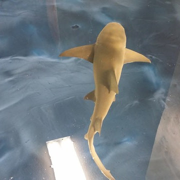 Epoxy Sea Floor