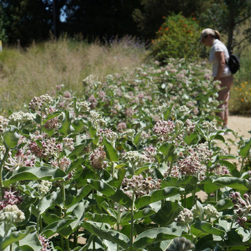 California Native Plant Garden