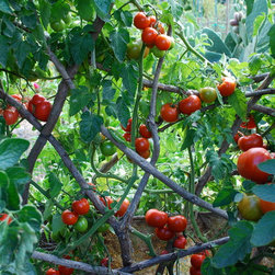 Redwood Branch Trellises - Products