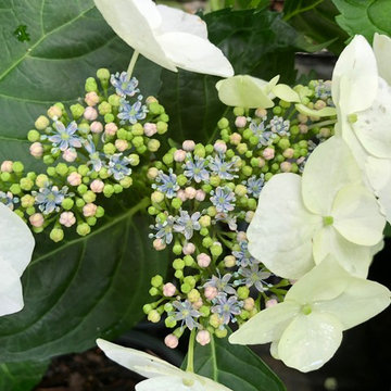 Our White Hydrangeas in May (Hydrangea macrophylla)