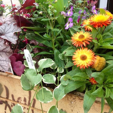 Vintage Produce container pot