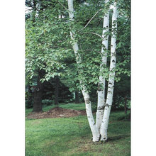 Landscape Plan & Planting List