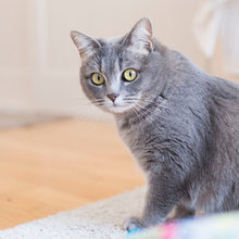 猫と人の幸せな暮らし：ファッションデザイナー・鷺森アグリさんが、愛猫と暮らす家