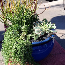 Succulent arrangements - Products