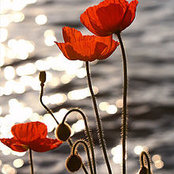Joe Andranian's photo