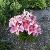 Susan Wellar-Read's photo