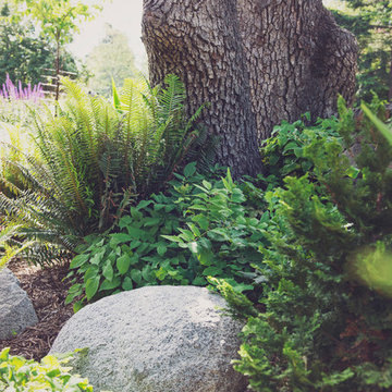 Shaded Understory Plantings