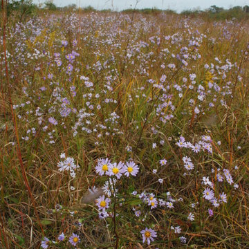False Asters on the Prairie