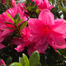 Current Featured Plants - Products