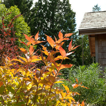 Great Design Plants