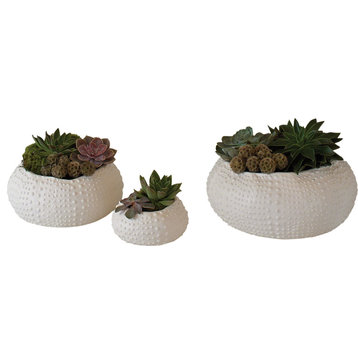 Ceramic Urchin Bowl - Natural, Medium