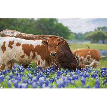Texas - Longhorns