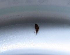 Infestation Of Little Black Bugs I Also Have These Tiny Little Brown Bugs 6 Legs And Relatively Long Antennas It Is Not Bed Don T Bite Crawling On The Ceiling Finding